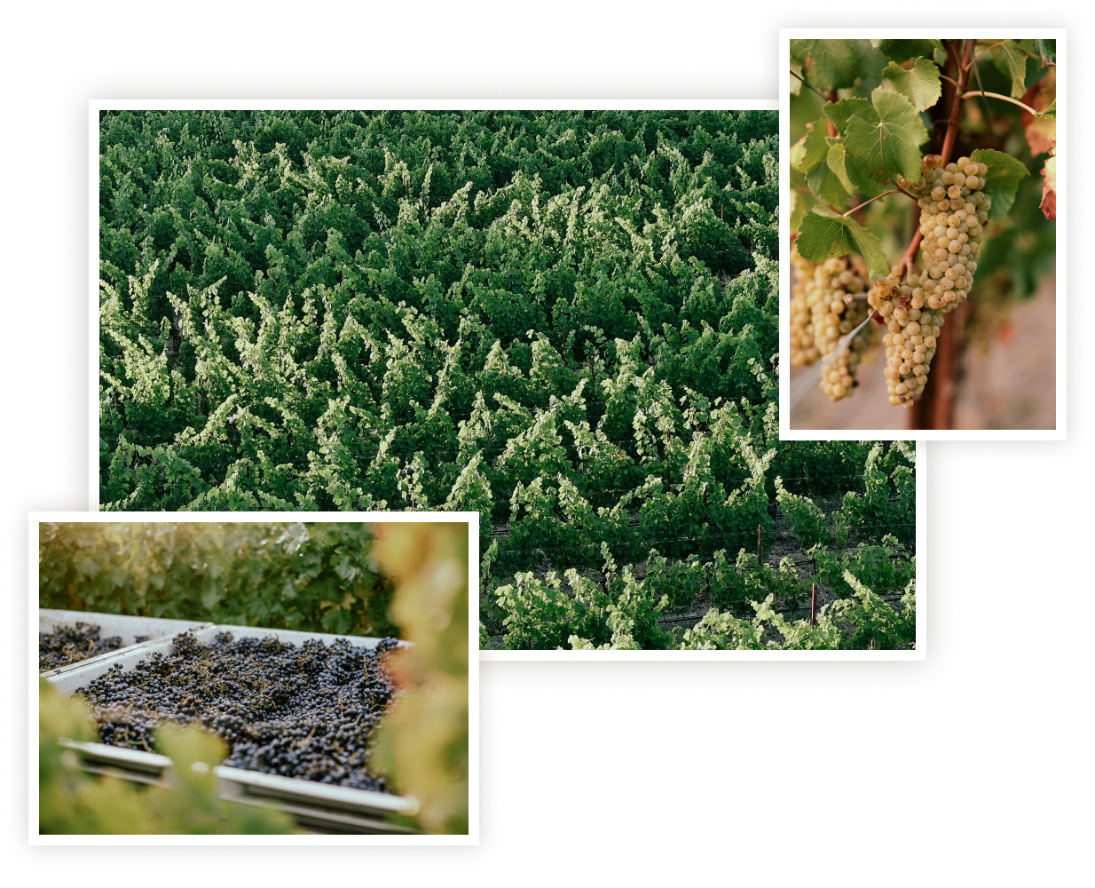 Collage: vines from above, grapes in tray, grapes on the vine